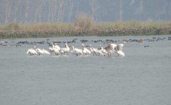 Indian Wetland