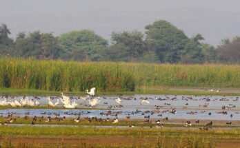 Nandurmadhmeshwar Sanctuary नांदूरमधमेश्वर वन्यजीव अभयारण्य हडपसर क्राइम न्यूज हडपसर मराठी बातम्या Hadapsar Latest News Hadapsar News