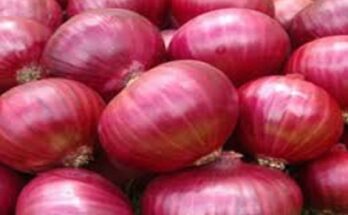 Union Ministry of Commerce approves procurement of onion through NAFED नाफेडमार्फत कांदा खरेदीला केंद्रीय वाणिज्य मंत्रालयाची मंजुरी हडपसर क्राइम न्यूज हडपसर मराठी बातम्या Hadapsar Latest News Hadapsar News