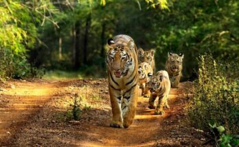 Nagpur- Tiger Capital of India नागपूर- टायगर कॅपिटल ऑफ इंडिया हडपसर क्राइम न्यूज, हडपसर मराठी बातम्या, हडपसर न्युज Hadapsar Crime News, Hadapsar Marathi News, ,Hadapsar News