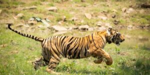Navegaon Nagzira Tiger Reserve
नवेगाव नागझिरा व्याघ्र राखीव क्षेत्र 
हडपसर क्राइम न्यूज, हडपसर मराठी बातम्या, हडपसर न्युज Hadapsar Crime News, Hadapsar Marathi News, ,Hadapsar News