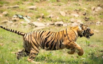 Navegaon Nagzira Tiger Reserve नवेगाव नागझिरा व्याघ्र राखीव क्षेत्र हडपसर क्राइम न्यूज, हडपसर मराठी बातम्या, हडपसर न्युज Hadapsar Crime News, Hadapsar Marathi News, ,Hadapsar News