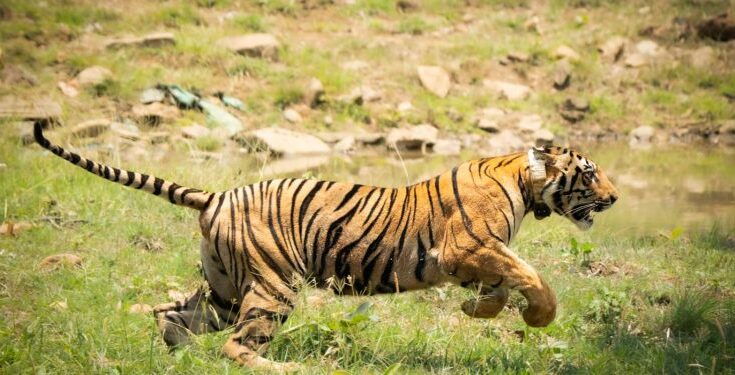 Navegaon Nagzira Tiger Reserve नवेगाव नागझिरा व्याघ्र राखीव क्षेत्र हडपसर क्राइम न्यूज, हडपसर मराठी बातम्या, हडपसर न्युज Hadapsar Crime News, Hadapsar Marathi News, ,Hadapsar News