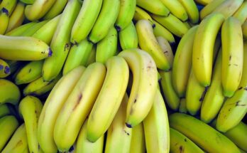 Experimental export of bananas from the state to Europe राज्यातील केळीची युरोप येथे प्रायोगिक निर्यात हडपसर क्राइम न्यूज, हडपसर मराठी बातम्या, हडपसर न्युज Hadapsar Crime News, Hadapsar Marathi News, ,Hadapsar News