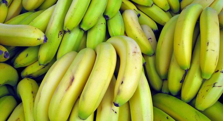 Experimental export of bananas from the state to Europe राज्यातील केळीची युरोप येथे प्रायोगिक निर्यात हडपसर क्राइम न्यूज, हडपसर मराठी बातम्या, हडपसर न्युज Hadapsar Crime News, Hadapsar Marathi News, ,Hadapsar News