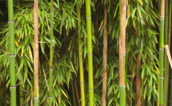 Bamboo plantation will be done on collective forest rights land सामूहिक वन हक्काच्या जमिनीवर होणार बांबू लागवड हडपसर क्राइम न्यूज, हडपसर मराठी बातम्या, हडपसर न्युज Hadapsar Crime News, Hadapsar Marathi News, ,Hadapsar News